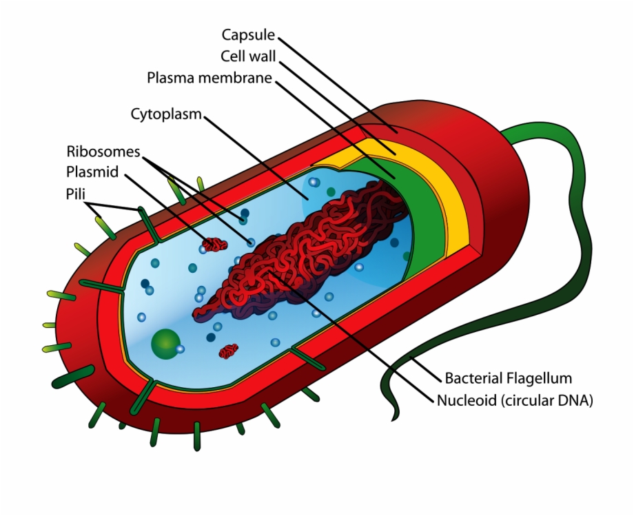 Bacteria Cell Structure Prokaryotic Cell Diagram