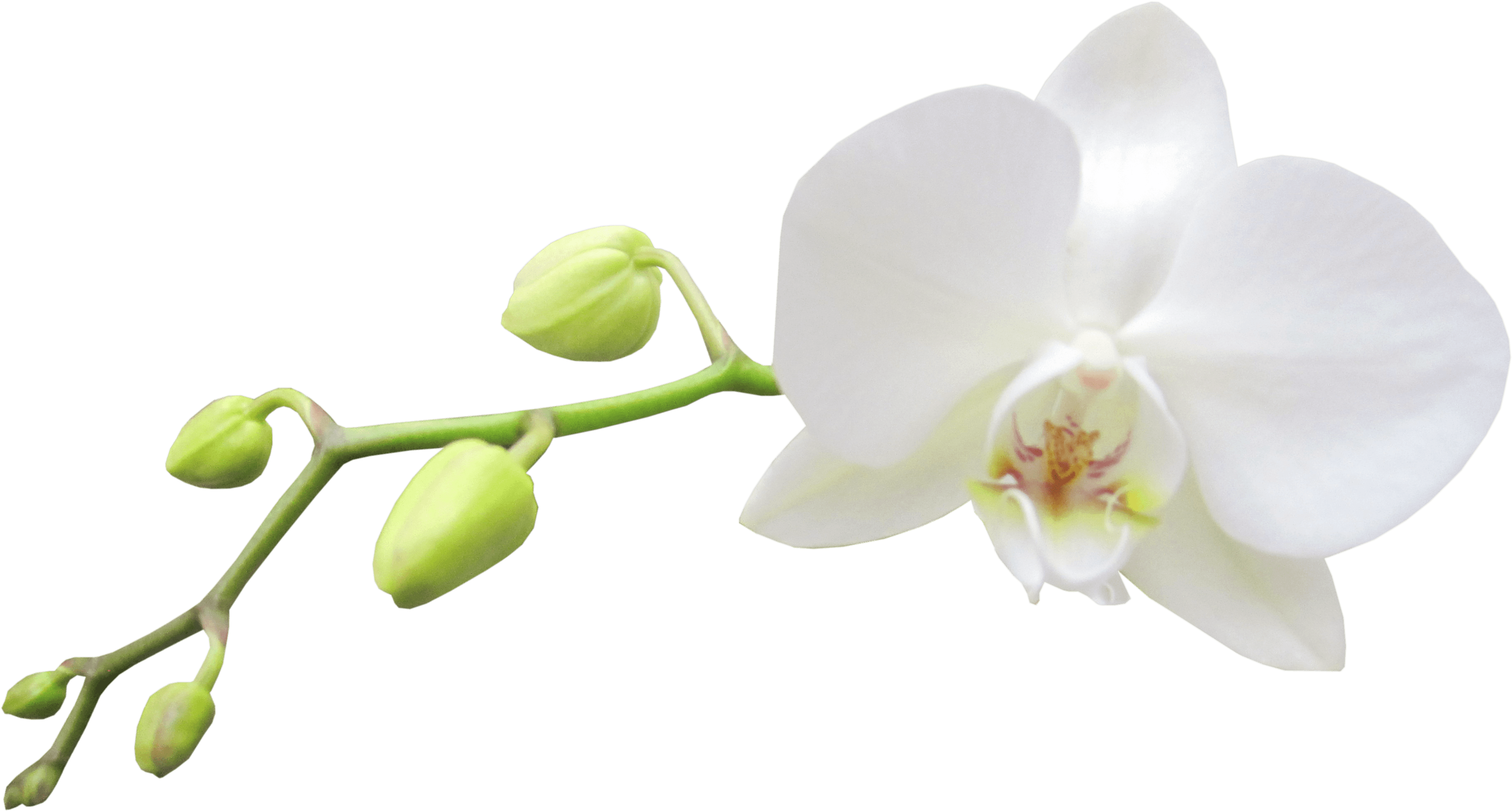 Orchid Image Free White Transparent Background Orchid