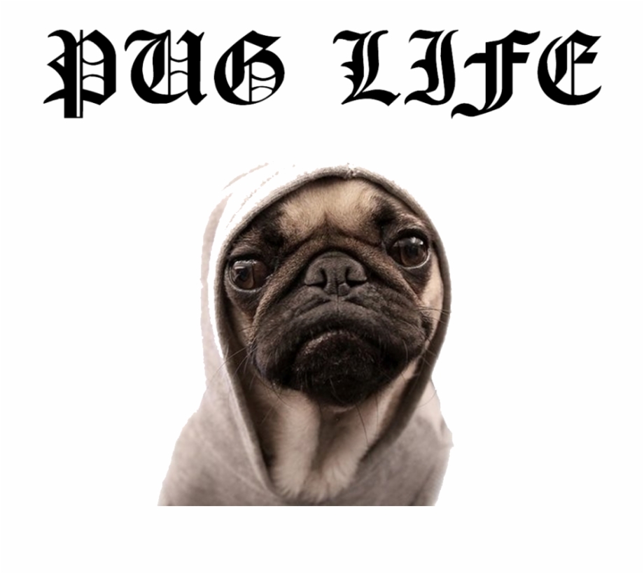 Download Pug Life Png File For Designing Use