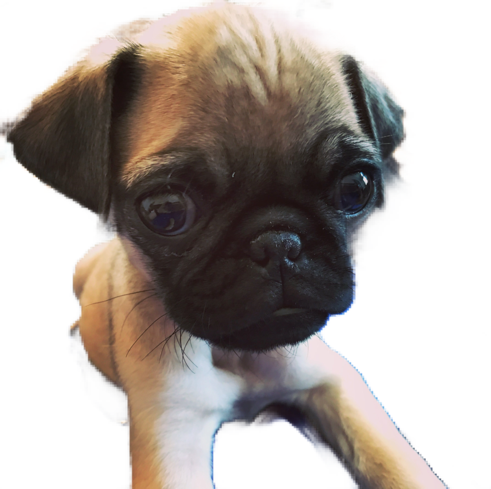Pug Face Png