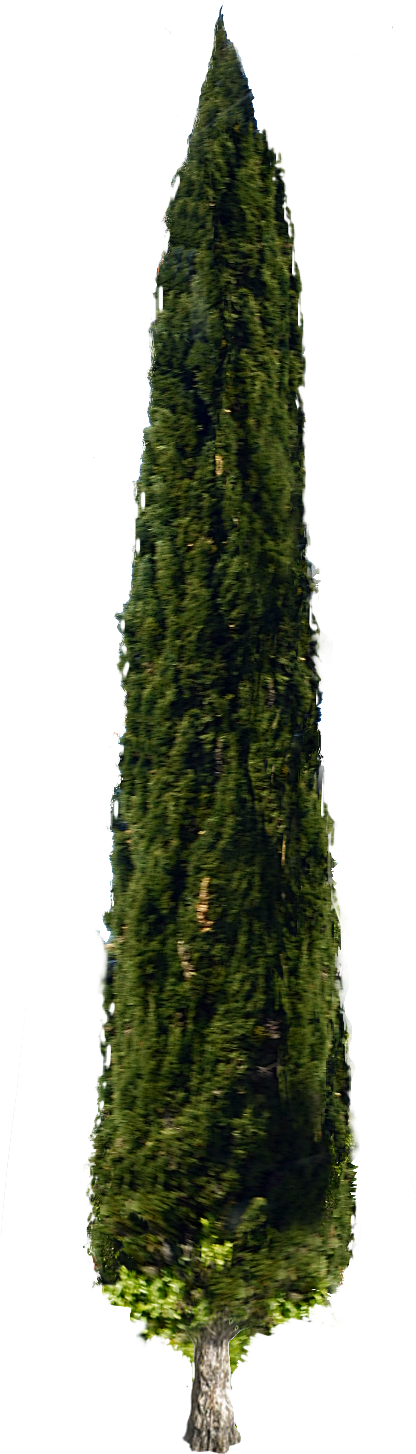 Italian Cypress Tree Stock Png Photo Dsc0119 By
