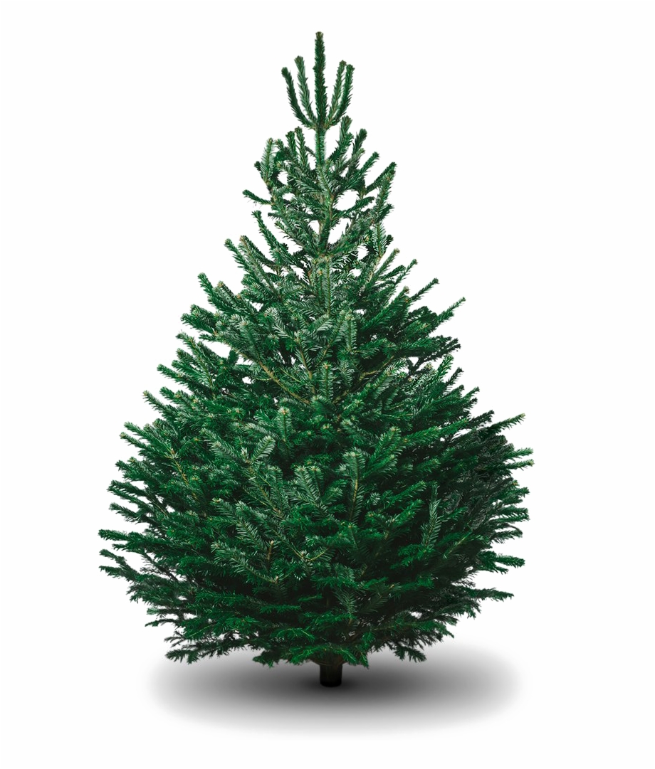 Fir Tree Png Picture Real Christmas Tree