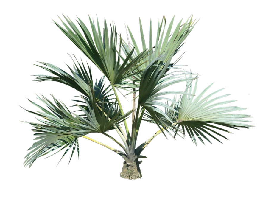 Palm Tree Small Palm Tree Png