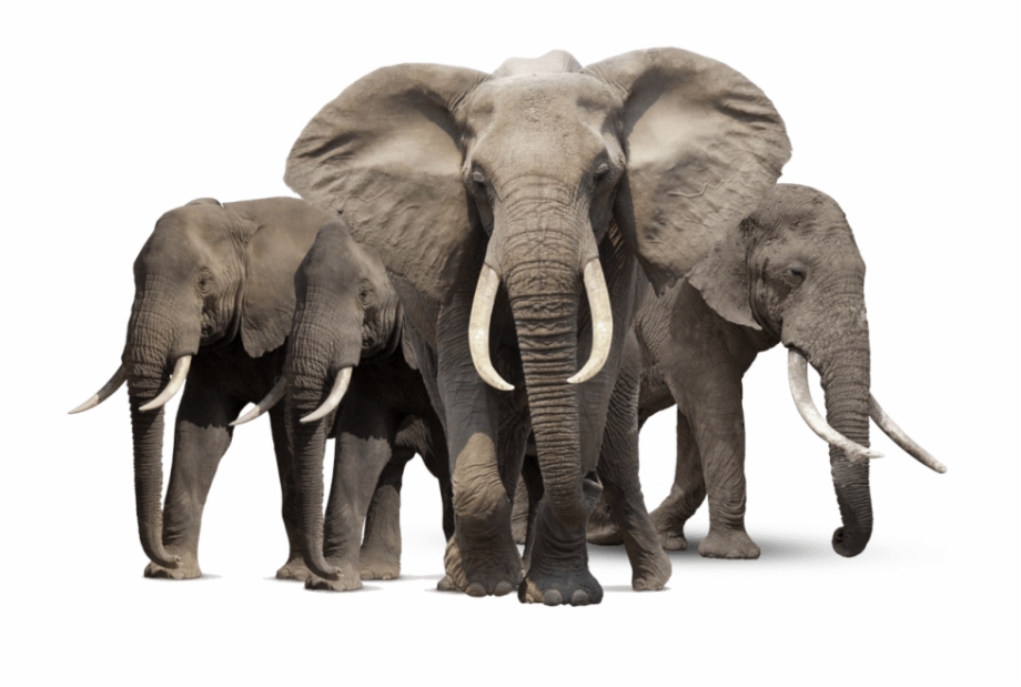 Gray Elephant Standing Png Elephant Png