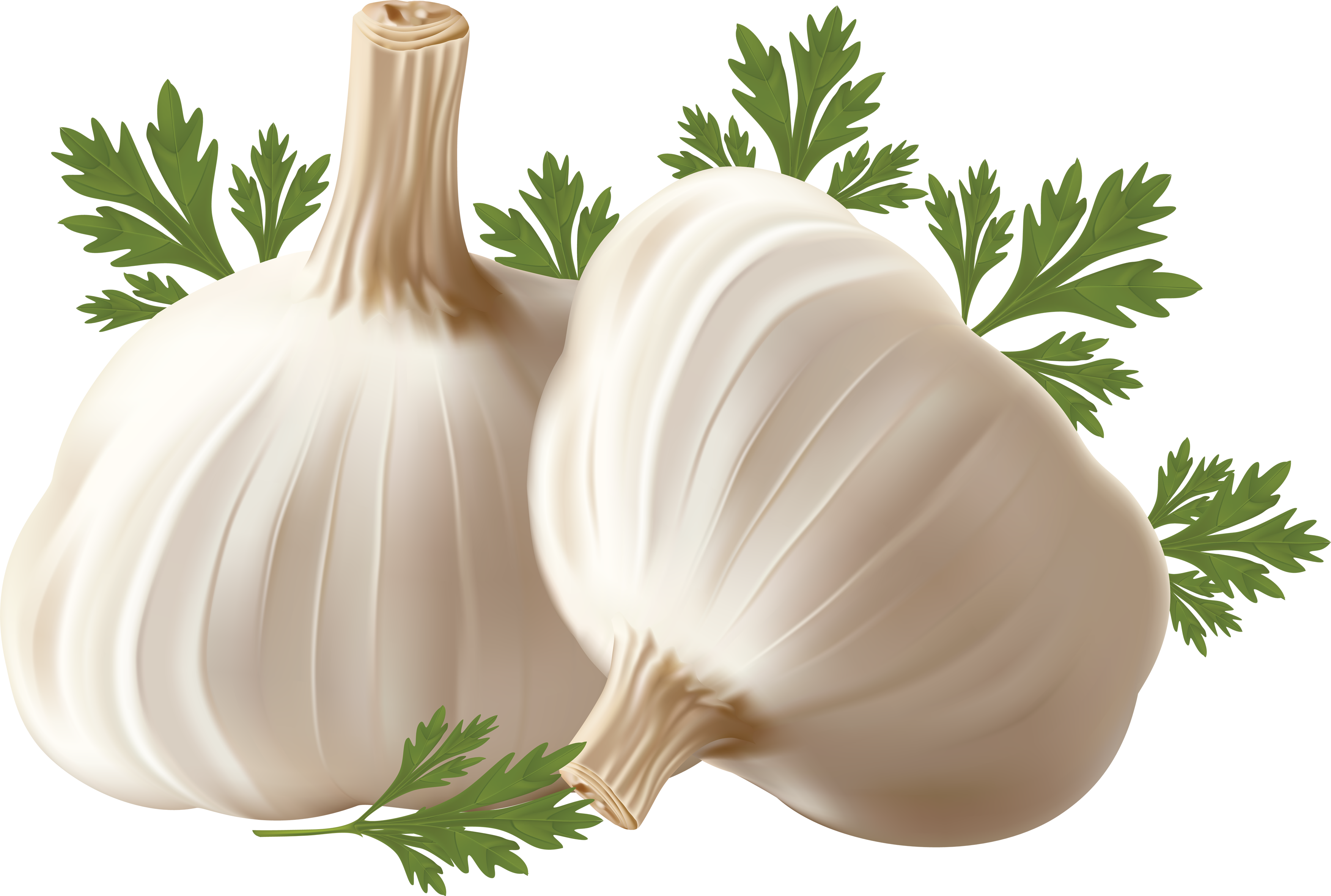 Garlic Free Vector Vegetables
