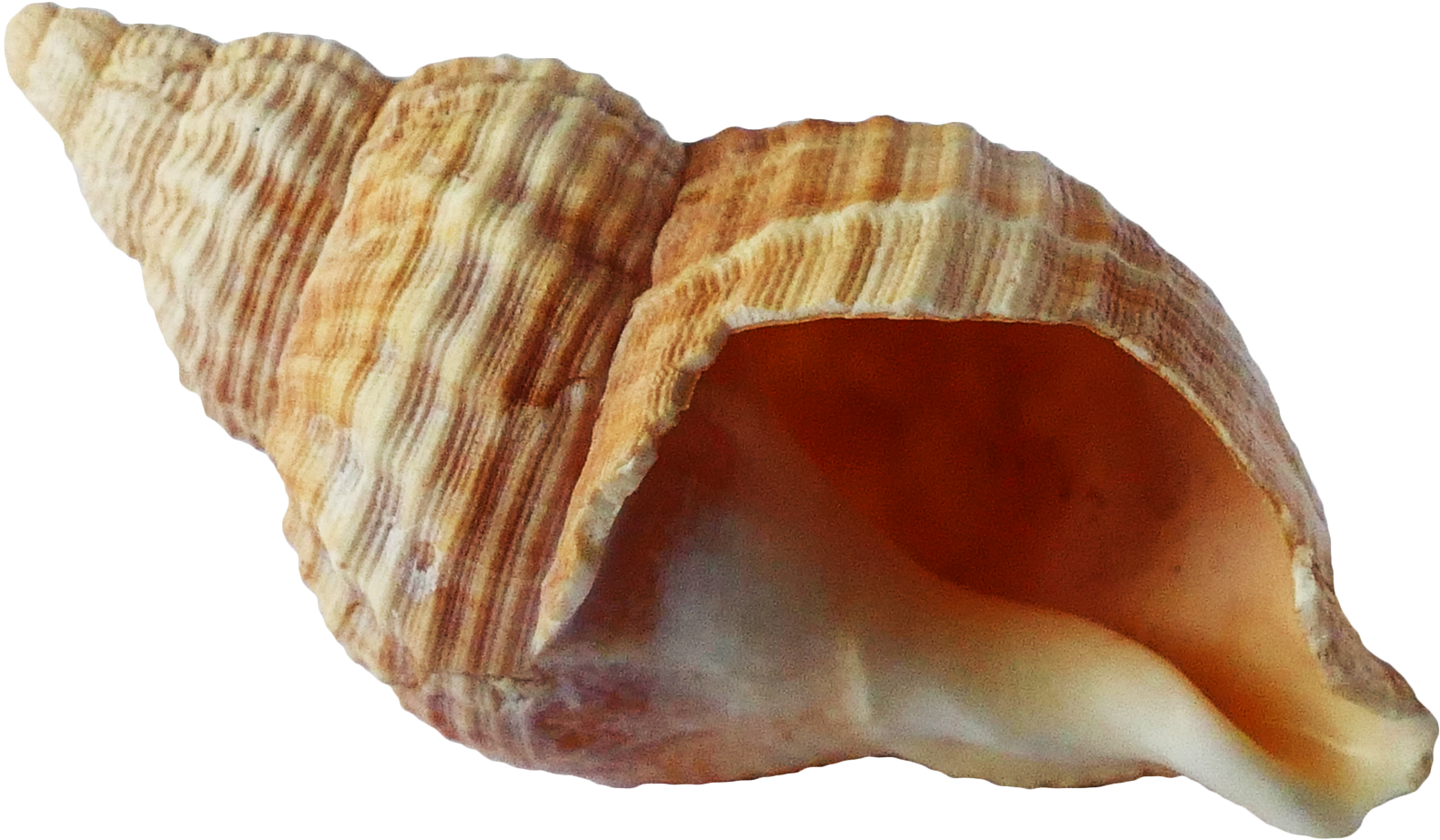Sea Ocean Png Image Transparent Background Seashell Png