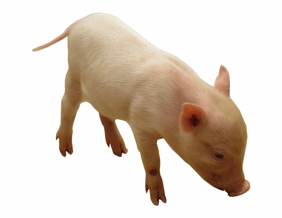 Piglet Png Image No Background Domestic Pig