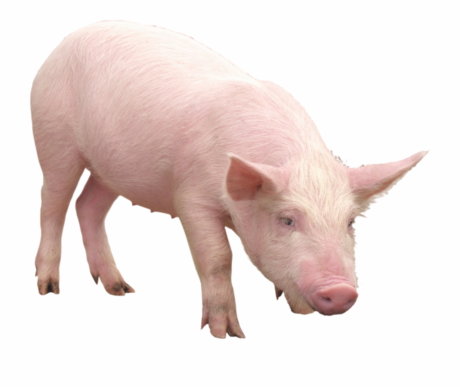 Pig Png Pink And Gold Gifs Animals And