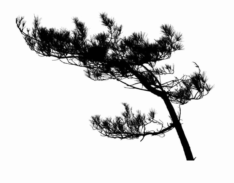 Tree Pine Tree Silhouette Black Png Image Siluet