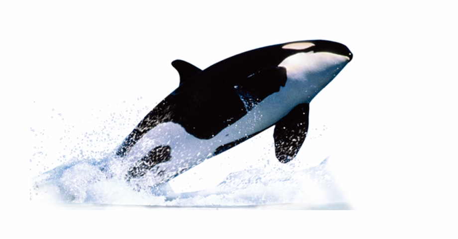 Killer Whale Png Baleia Png