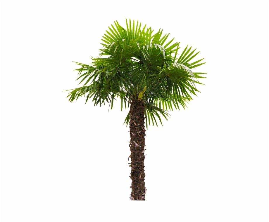 Palm Tree Fan Palm Trees