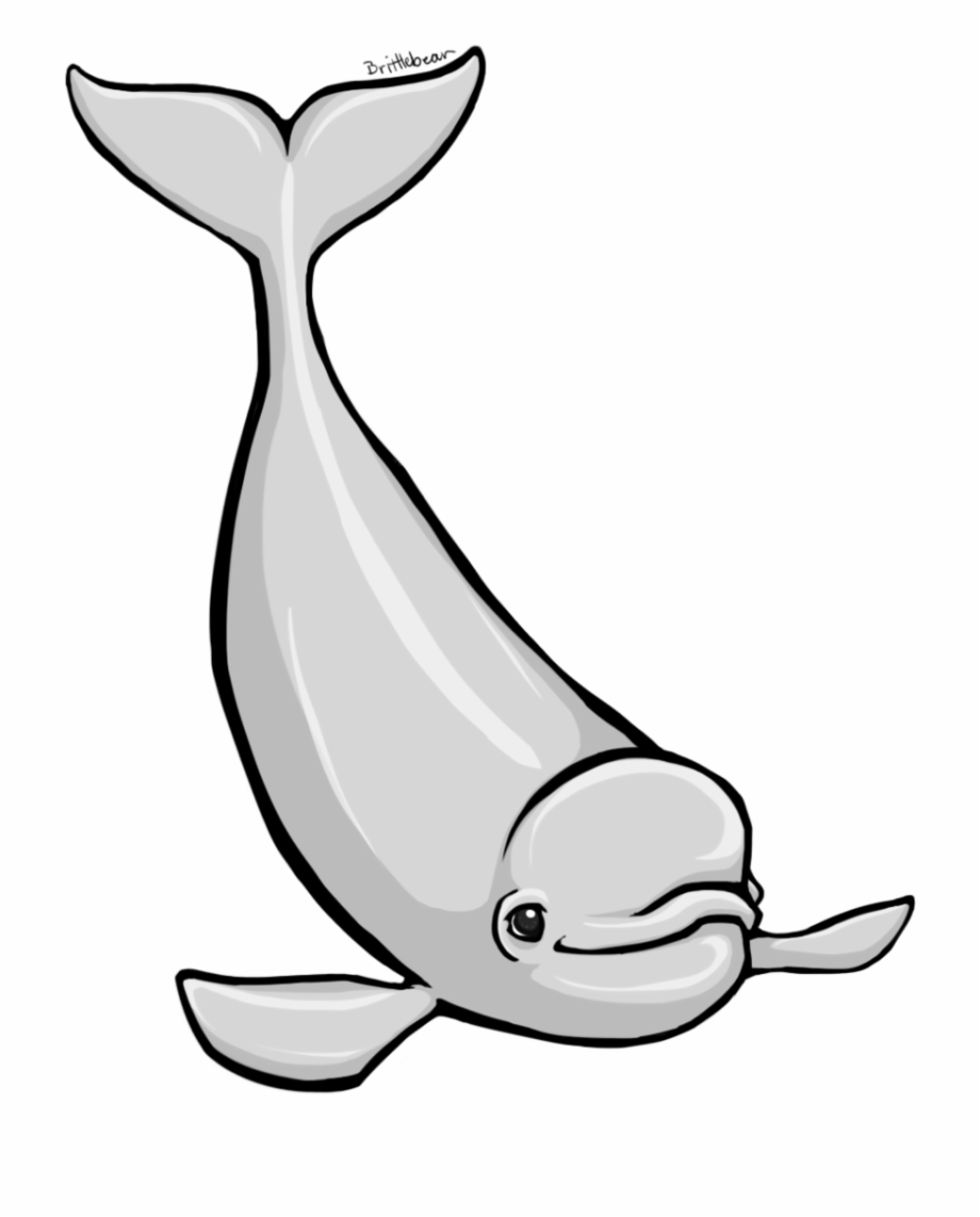 Beluga Whale Clipart