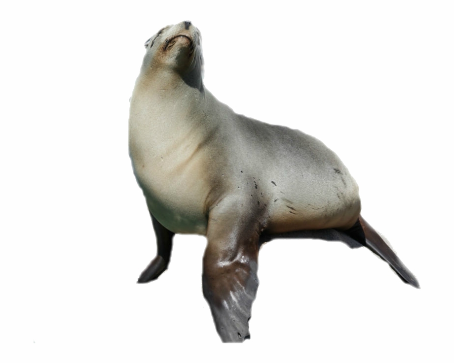 Seal Animal Png Australian Fur Seal Png