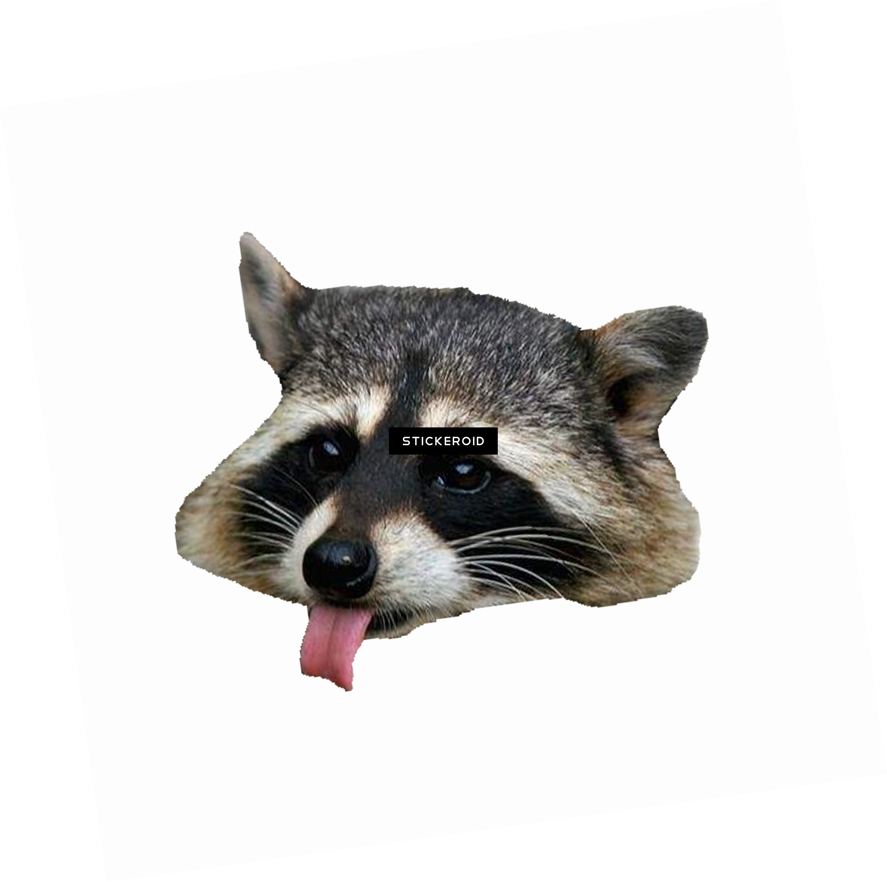 Raccoon Png