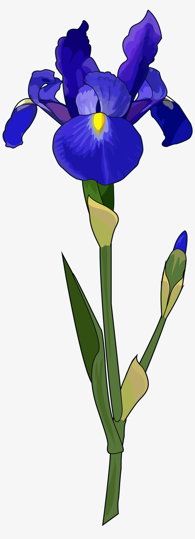 Iris Flower Png