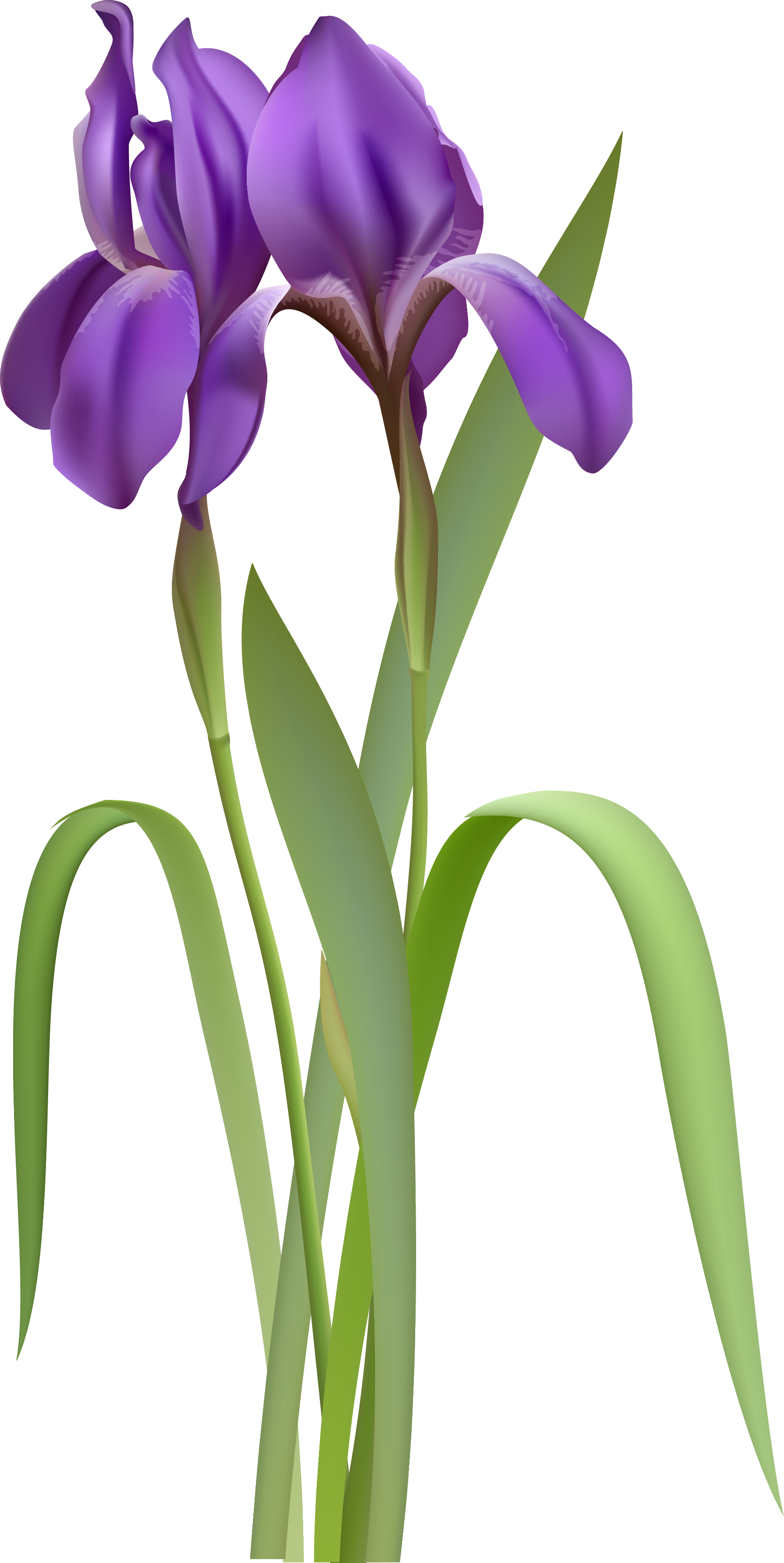 Free Purple Iris Png, Download Free Purple Iris Png png images, Free ...