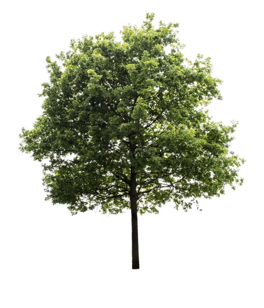 Tree Render Oak Tree Trees To Plant Tree