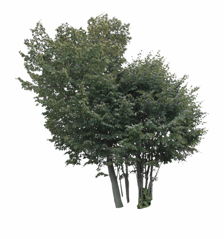 2D Trees