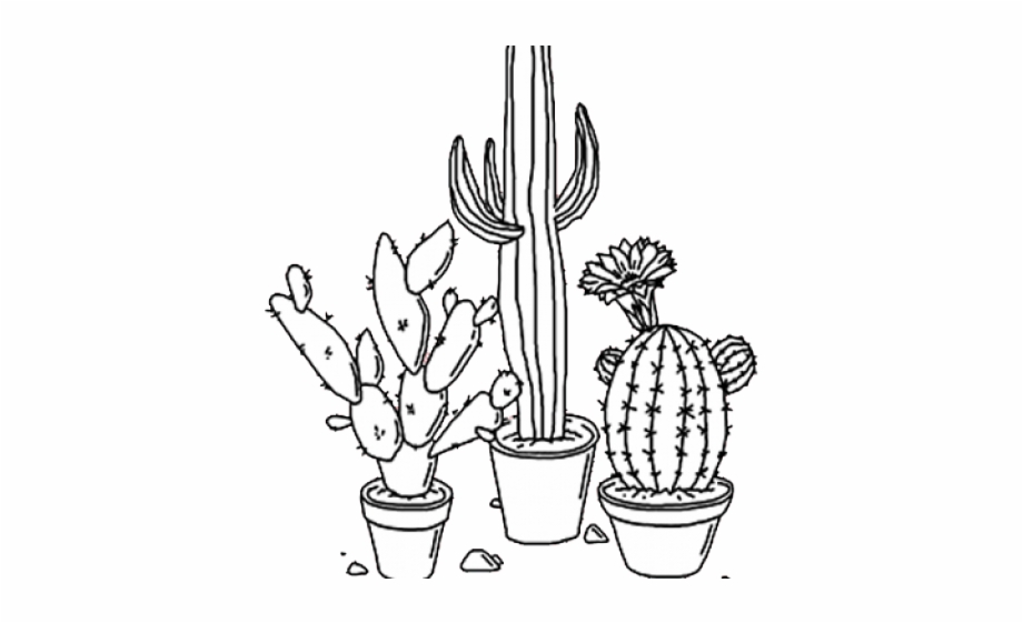 Cactus Drawing Tumblr Transparent