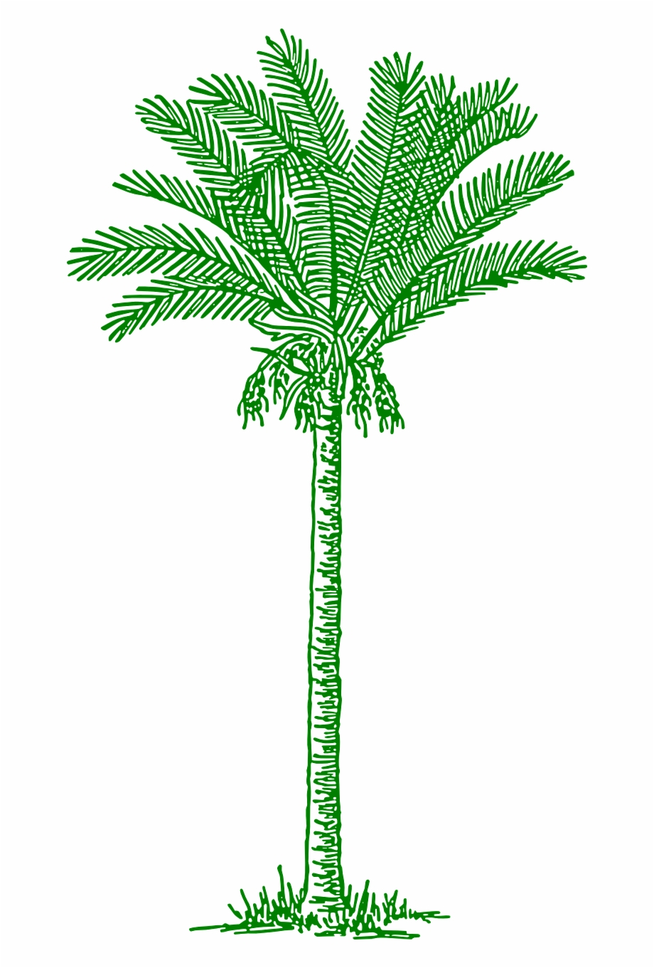 Palmtree Leaves Beach Tropical Png Image Free Vintage