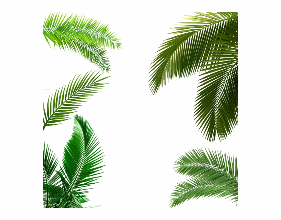Clip Art Palm Tree Leaves Palm Leaves Png