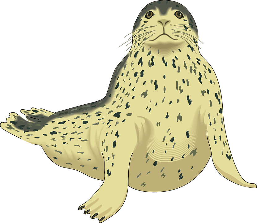 Harbor Seal Png Pic Leopard Seal Clip Art - Clip Art Library