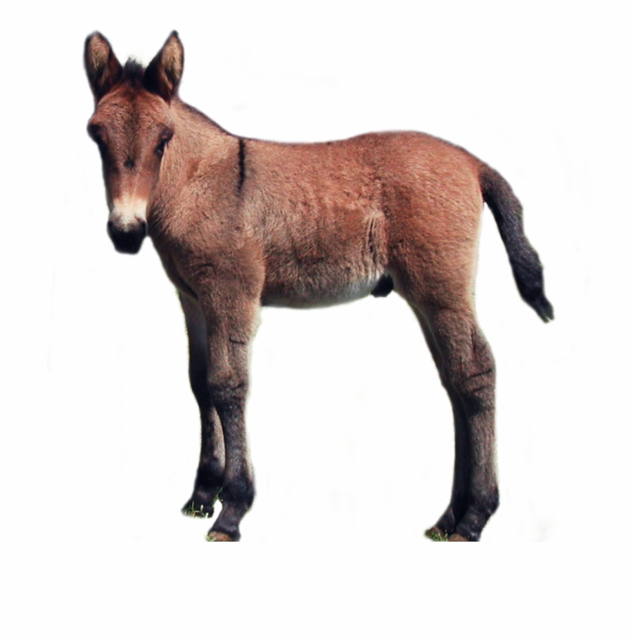 Baby Donkey Laying Down Transparent Background Png Foal