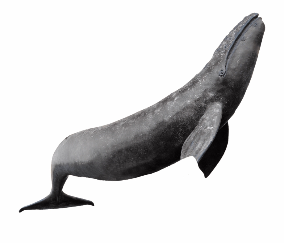 Calafia Whale Watching Tour An Unforgettable Adventure Manatee
