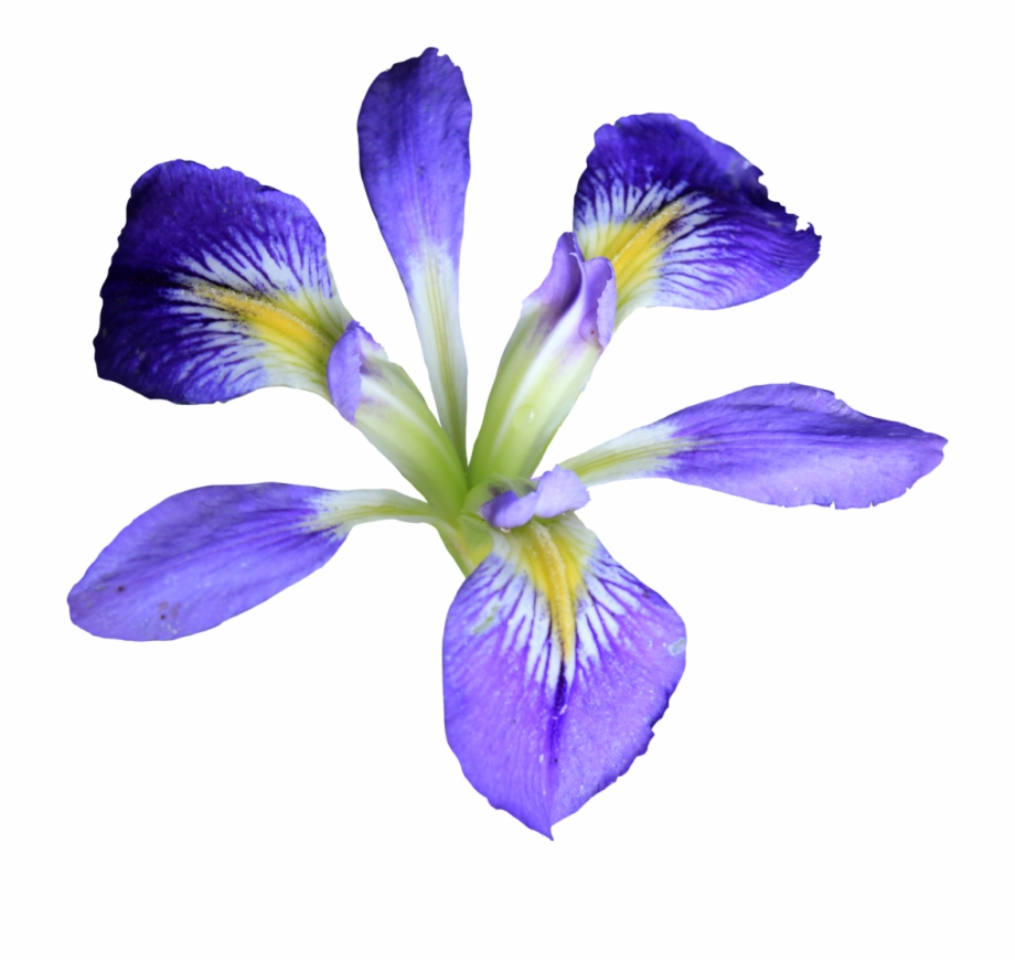 Com Petite Purple Iris Png By Thy Darkest