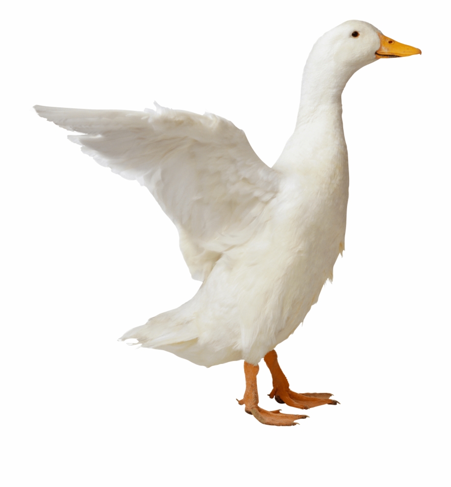 White Duck Duck Png