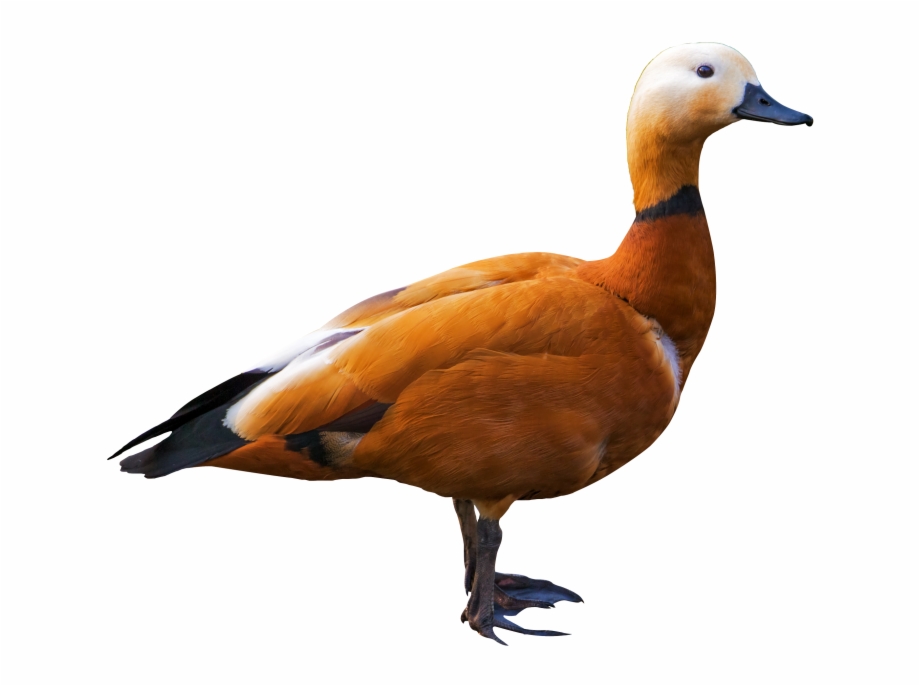 Duck Bird Png