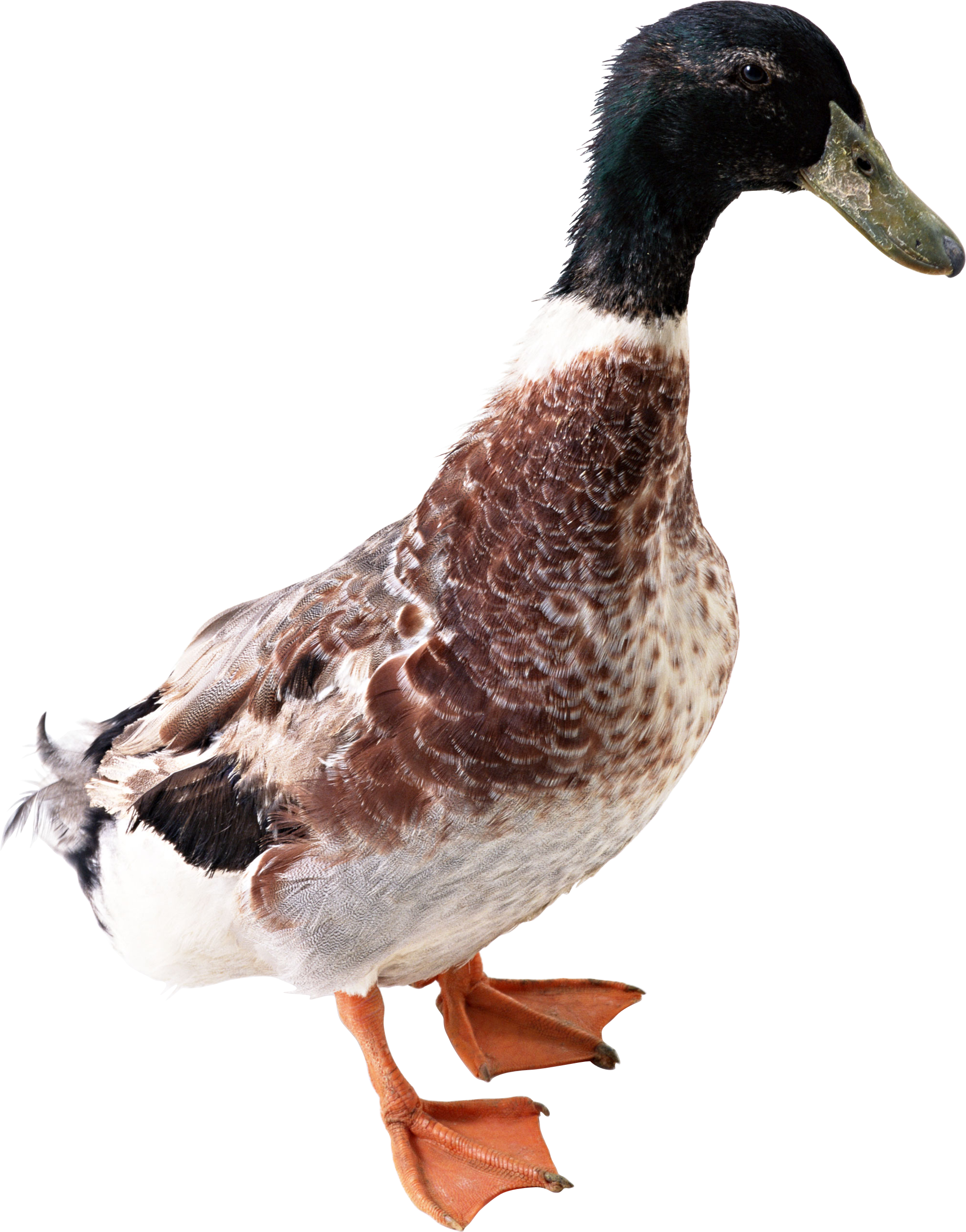 Duck Png Image Free Download Ducks Png