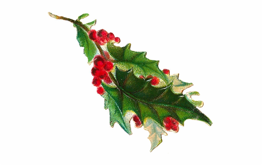 Free Christmas Clip Art Holly Branches Transparent Background