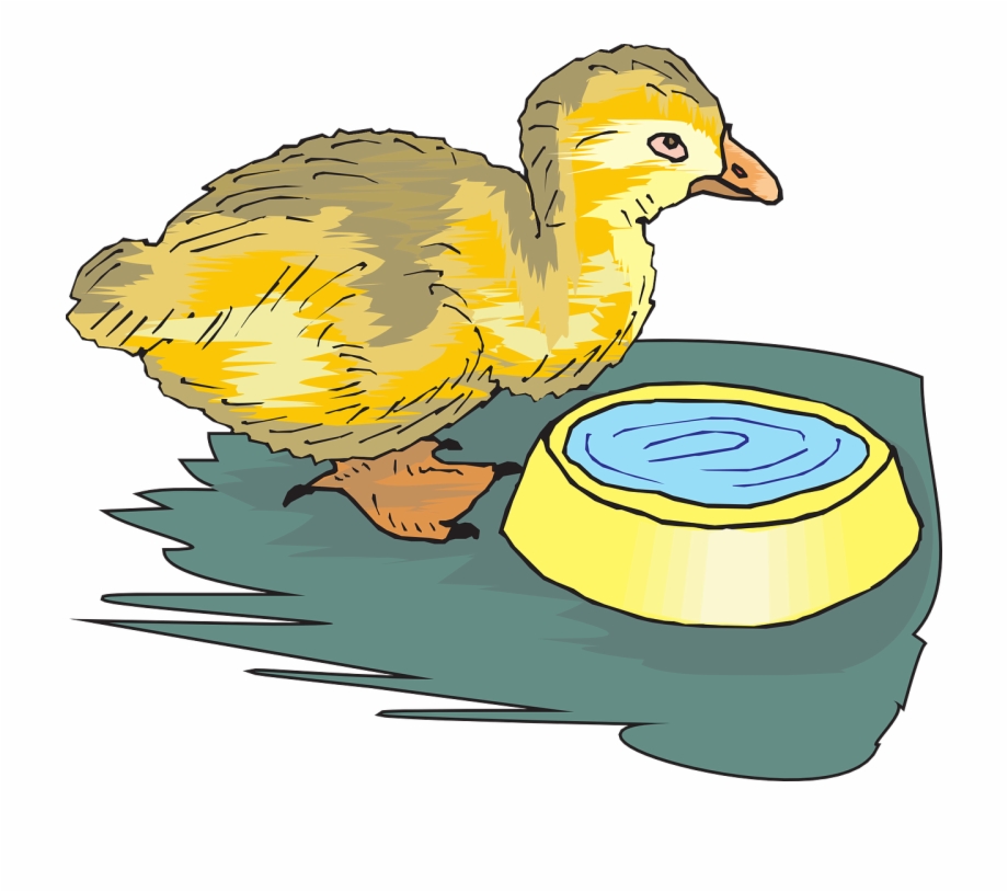 Duckling Baby Bird Bird Drinking Water Clipart