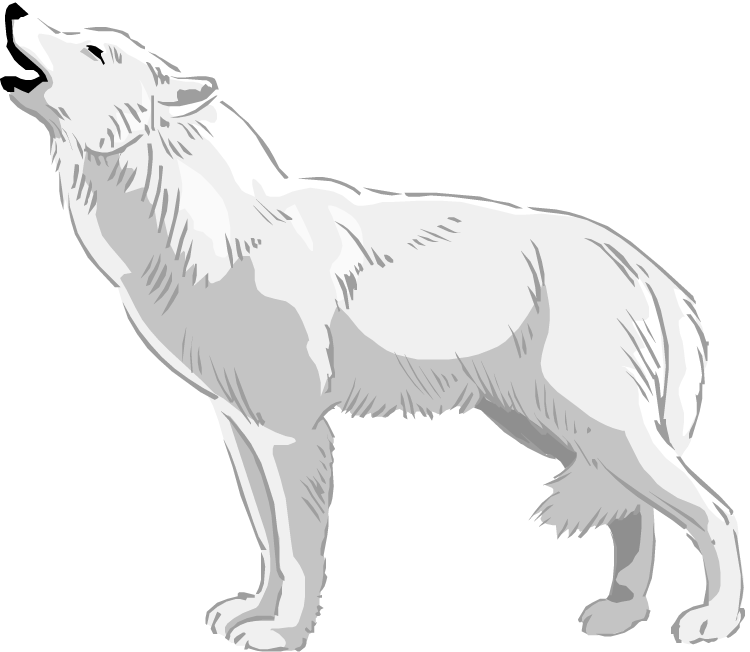 Wolves Clipart Real Wolf White Wolf Clipart