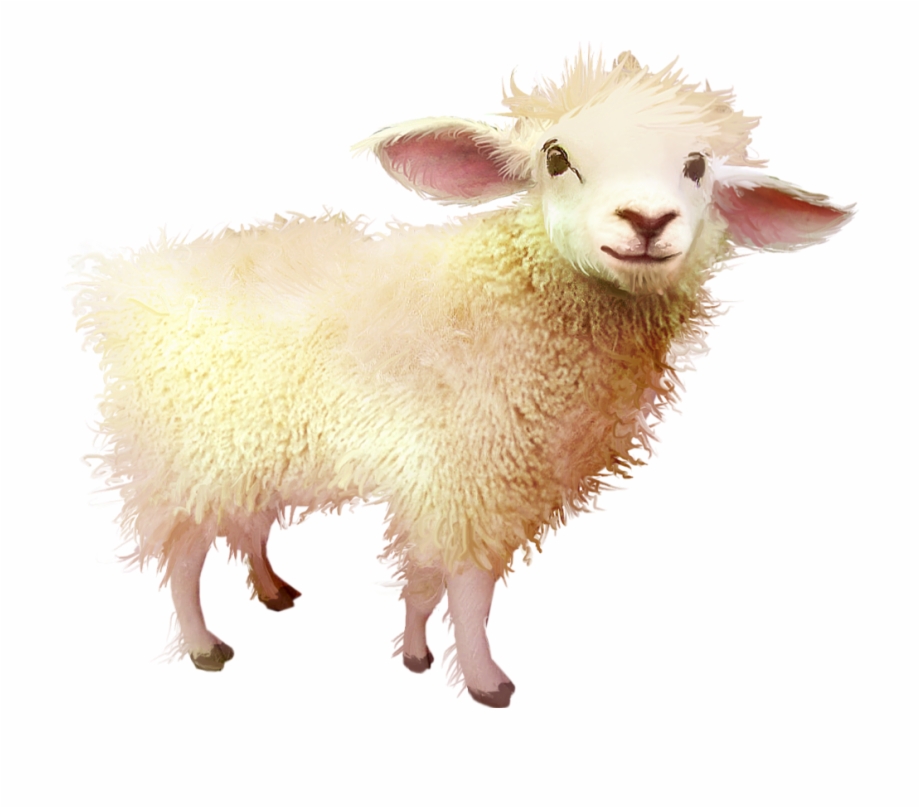 Sheep Baby Freetoedit Sheep