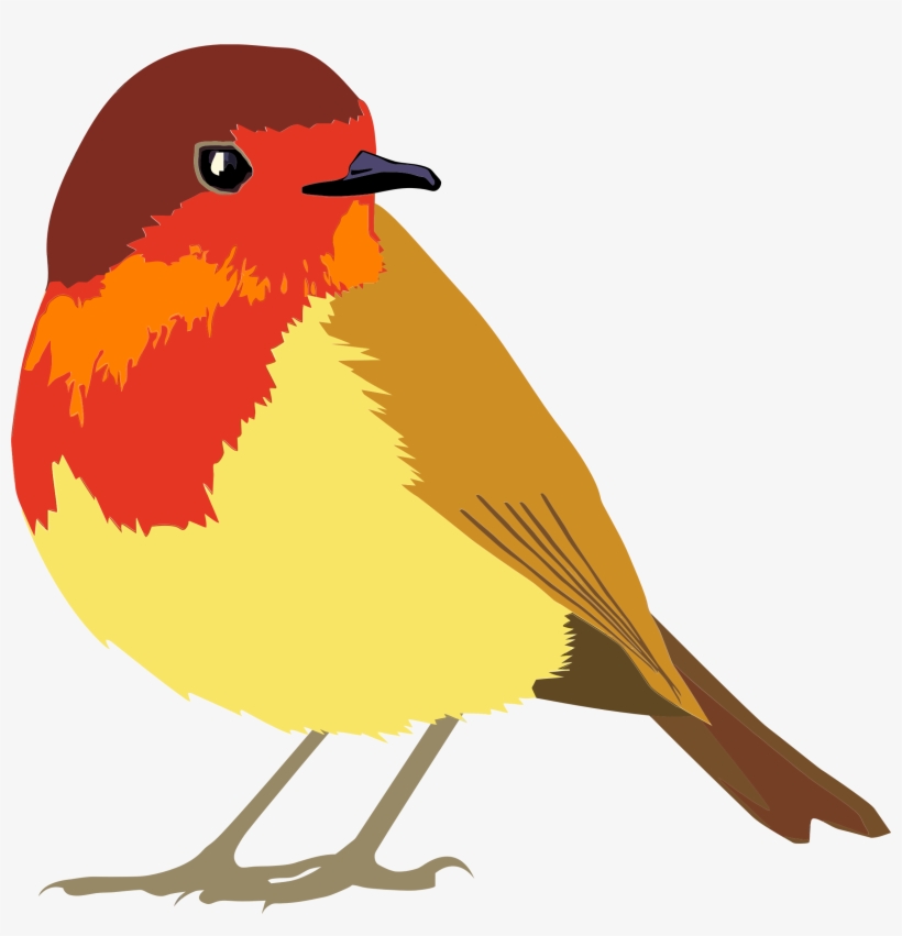 Robin Bird Png