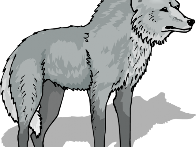 Gray Wolf Clipart Transparent Background Wolf Clipart Transparent