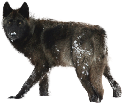 Arctic Wolf Clipart Transparent Background Black Wolf Yellowstone