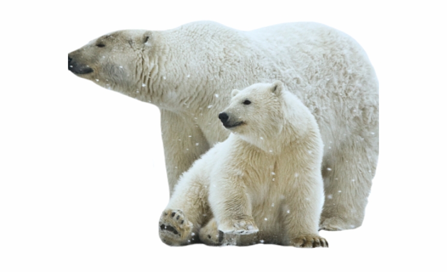 Polar Bear Png Transparent Images No Background Polar