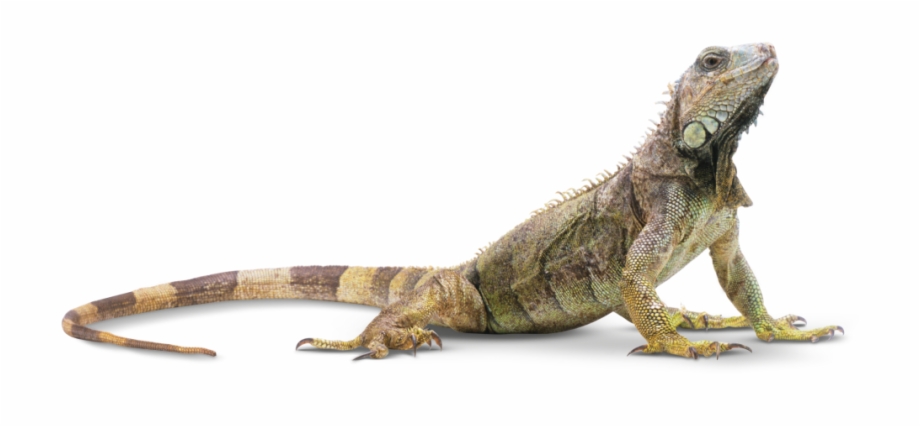 Download Lizard Png Transparent Images Transparent Reptiles Animals