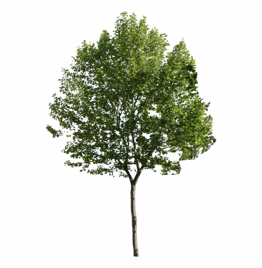 Small Tree Png Tree Png For Architect