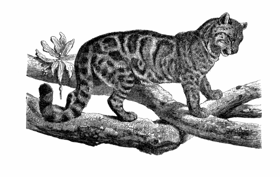 Digital Wild Cat Downloads Clouded Leopard