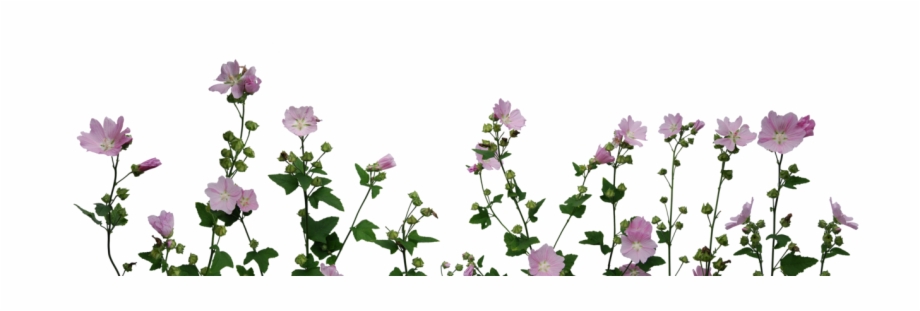 Flowers Png Format Flower Tumblr Drawing Transparent