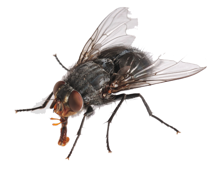 Insects Png