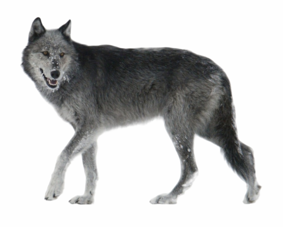 Wolf Png