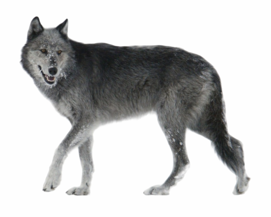 Wolf PNG transparent image download, size: 414x506px