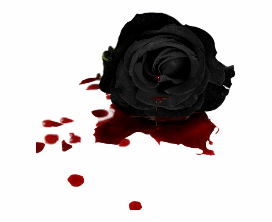 Flower Flowers Rose Black Blood Black And Blood