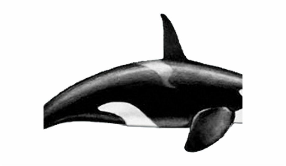 Killer Whale Png Transparent Images Killer Whale