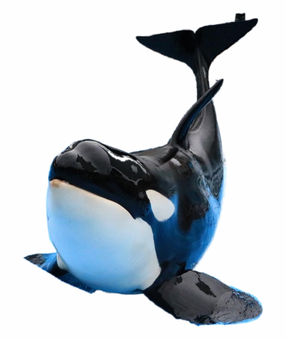 Orca Sticker Killer Whale